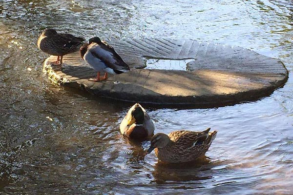 Ducks and Millstone