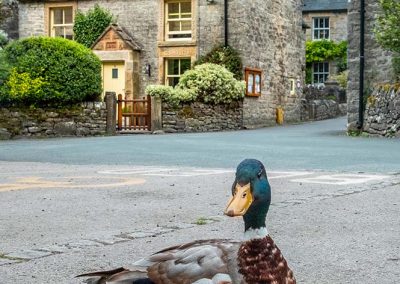 Duck Cottage